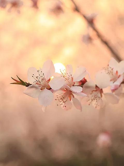 水边桃花月亮唯美图片,月亮竹影唯美图片