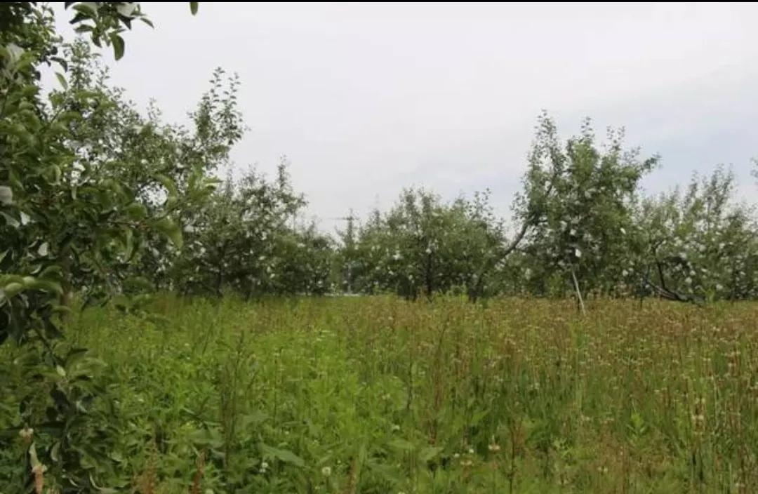 日本老头种的苹果,日本老人种苹果10多年