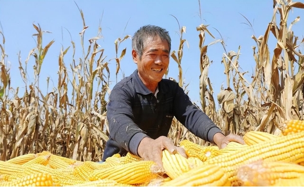 如果交完新农合后一年都没生病，算“白交”了吗？答案来了