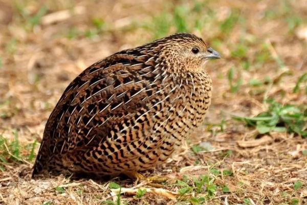 鹌鹑怎么养视频教程,鹌鹑怎么养殖能赚钱