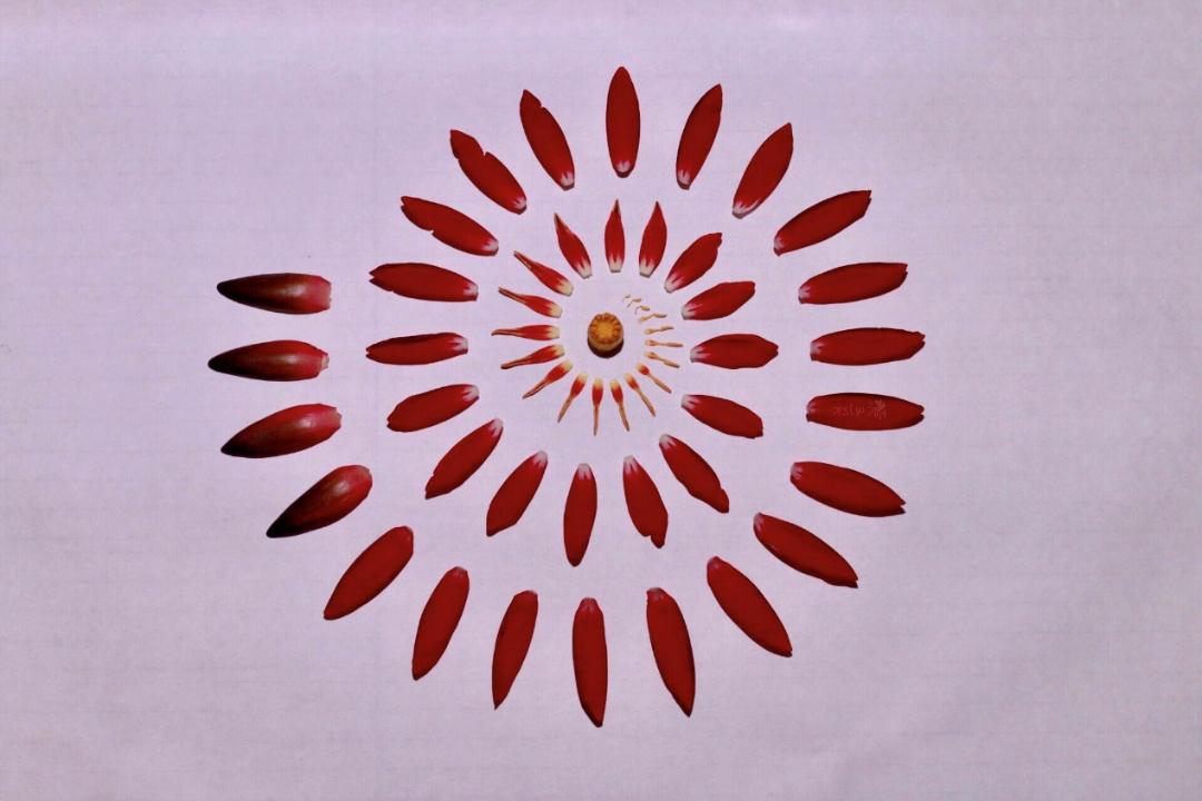 95后广东小伙痴迷睡莲育种,95后小伙痴迷睡莲育种