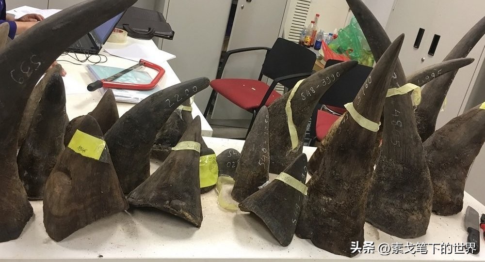 收入水平影响犀牛角消费偏好:野生与半野生犀牛角更受青睐