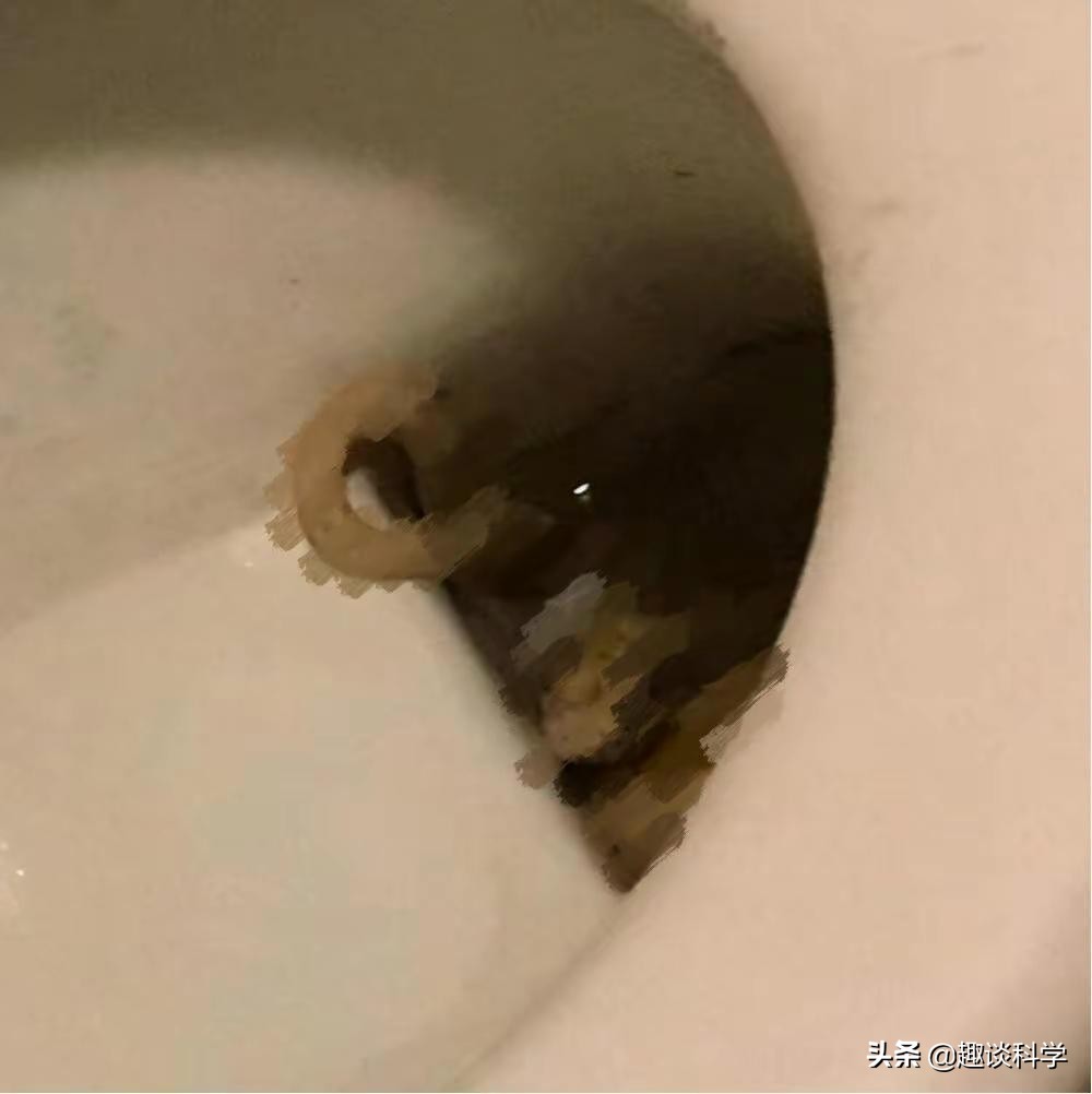 25楼有蛇是怎么回事,25楼家里出现蛇