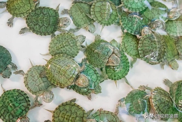 5元的小乌龟能长多大,5元小乌龟可以养多大