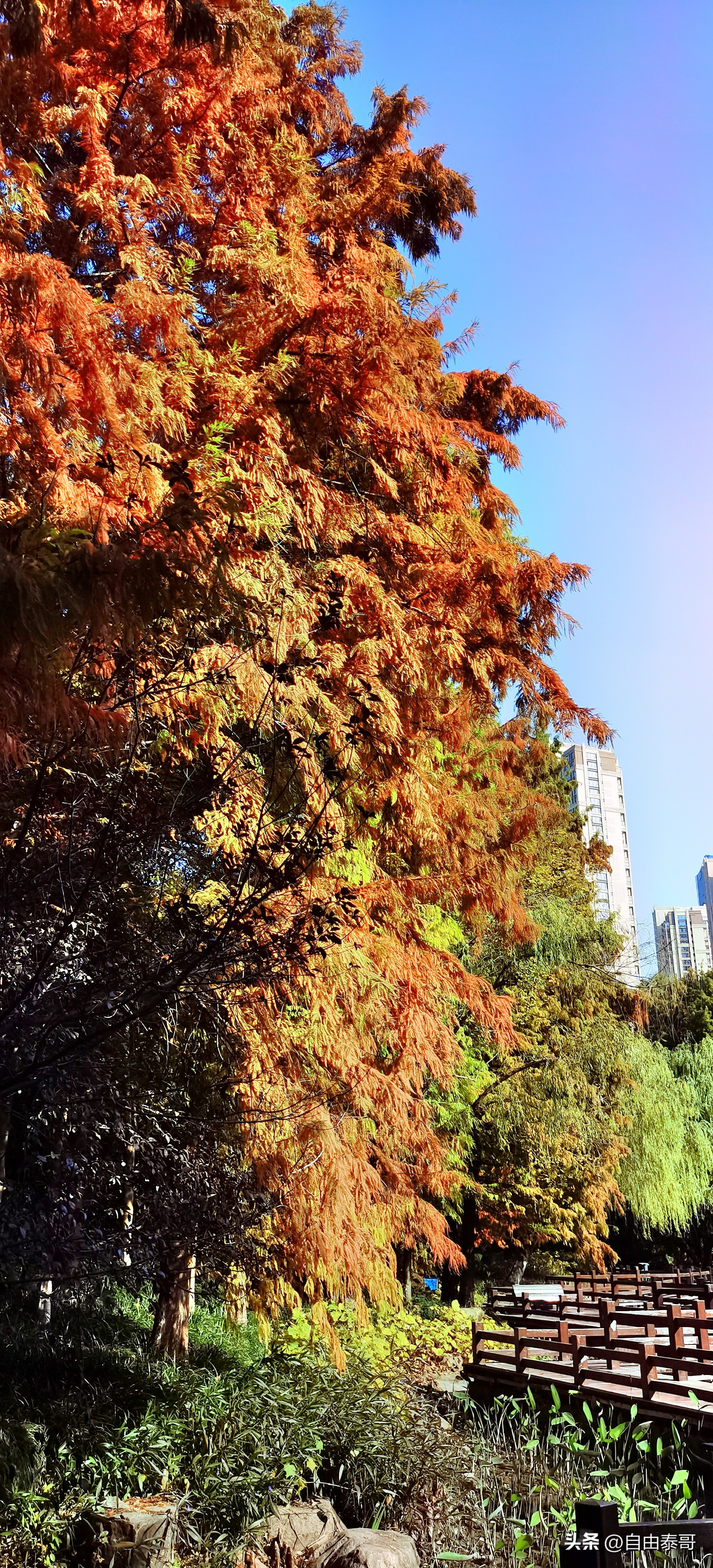 临平最大的亲水公园,临平最好公园排名