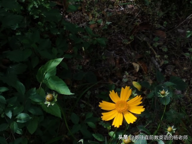 汶川地震“敬礼娃娃”被北大录取,汶川大地震敬礼男孩高考成绩