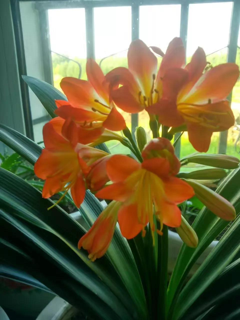 我的业余爱好介绍,我的业余爱好英语