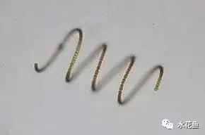 水体中的浮游动物,浮游植物与水华的关系