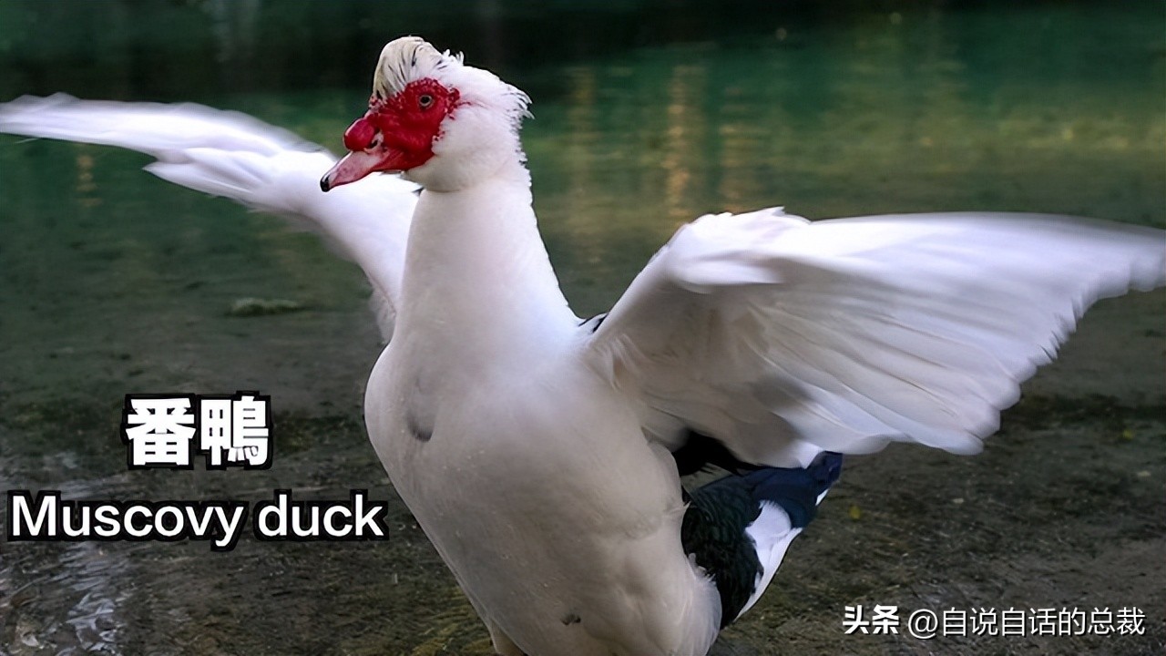 鸭：一鸭战四虎？弹射胜航母？鸭子的真相，也许超乎你的想象