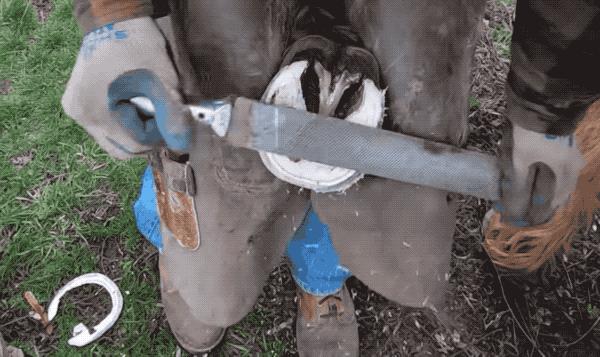 马为什么要钉马蹄铁,给马钉马蹄铁的视频