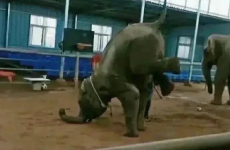 6岁公主活成“脚链囚徒”，背后的动物表演让人心疼