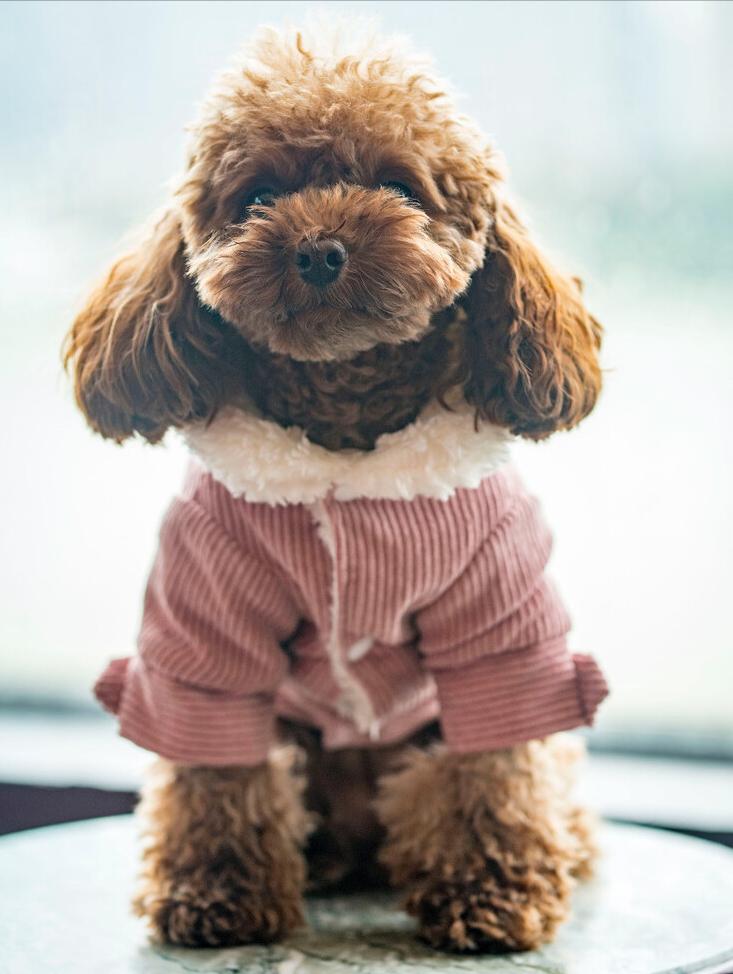 铲屎官有多宠宠物,铲屎官宠爱狗狗