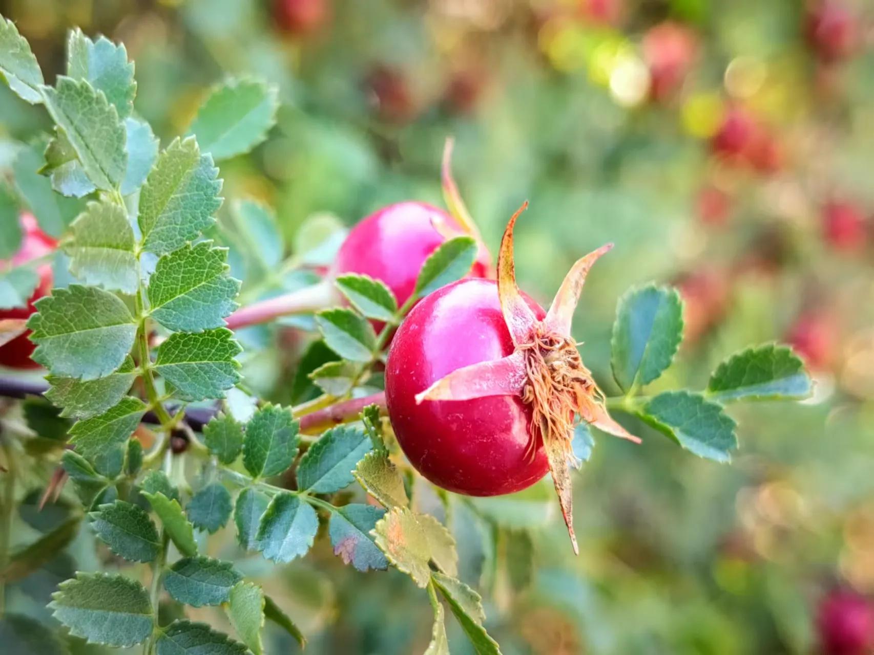 朱元璋讨饭经历,讨饭是个技术活