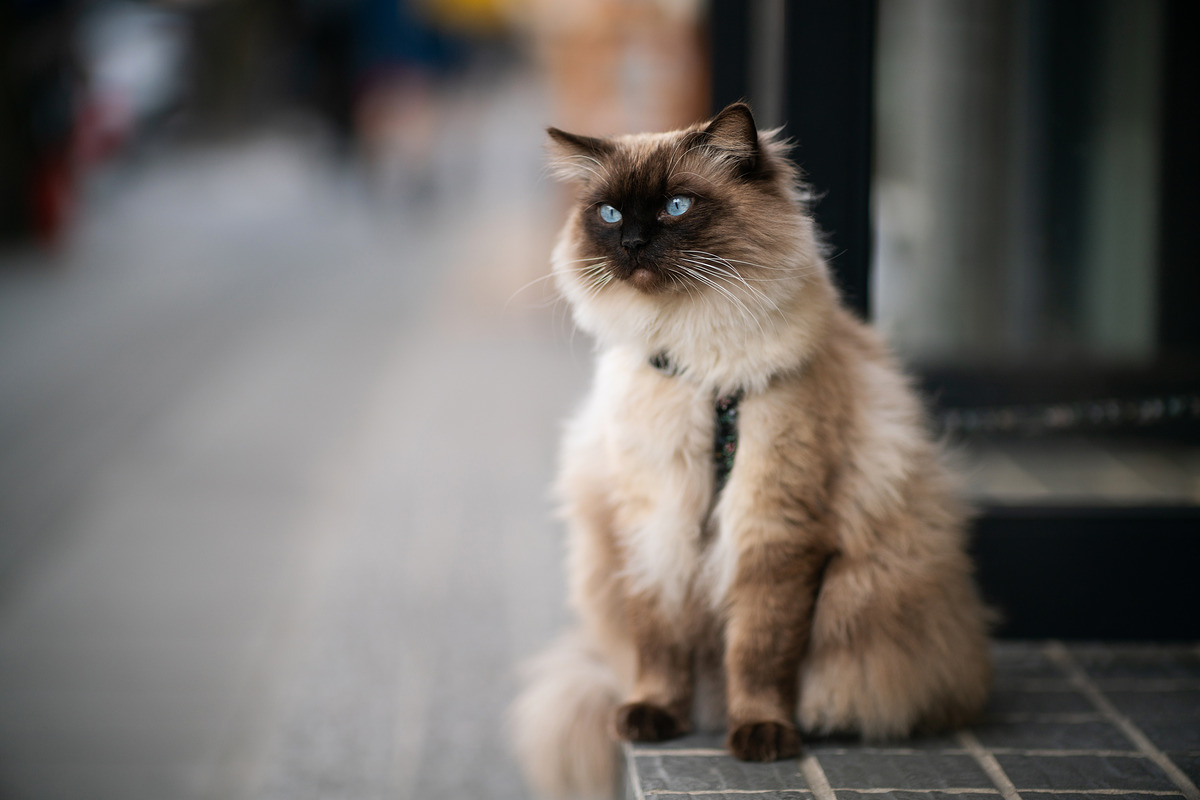 中一光学85mm1.2尼康全画幅,中一光学35mmf1.4全画幅