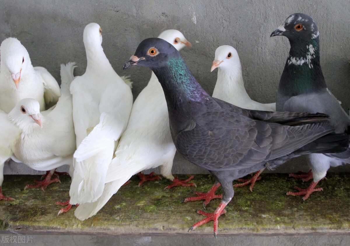 家禽病原体有哪些,家禽类病菌