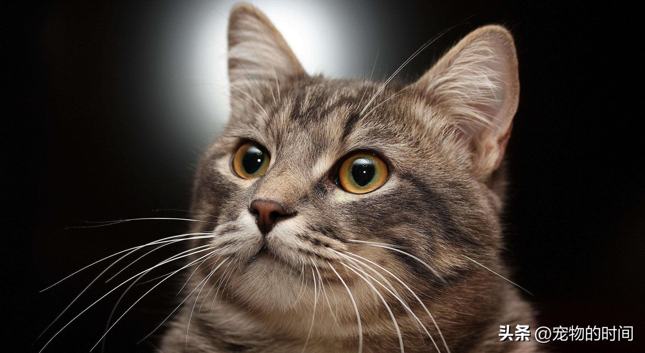 猫的心思你不懂,猫的忧伤你不懂