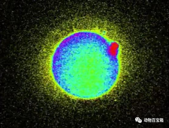 人类卵子结合原理,人类卵细胞和精子发生过程