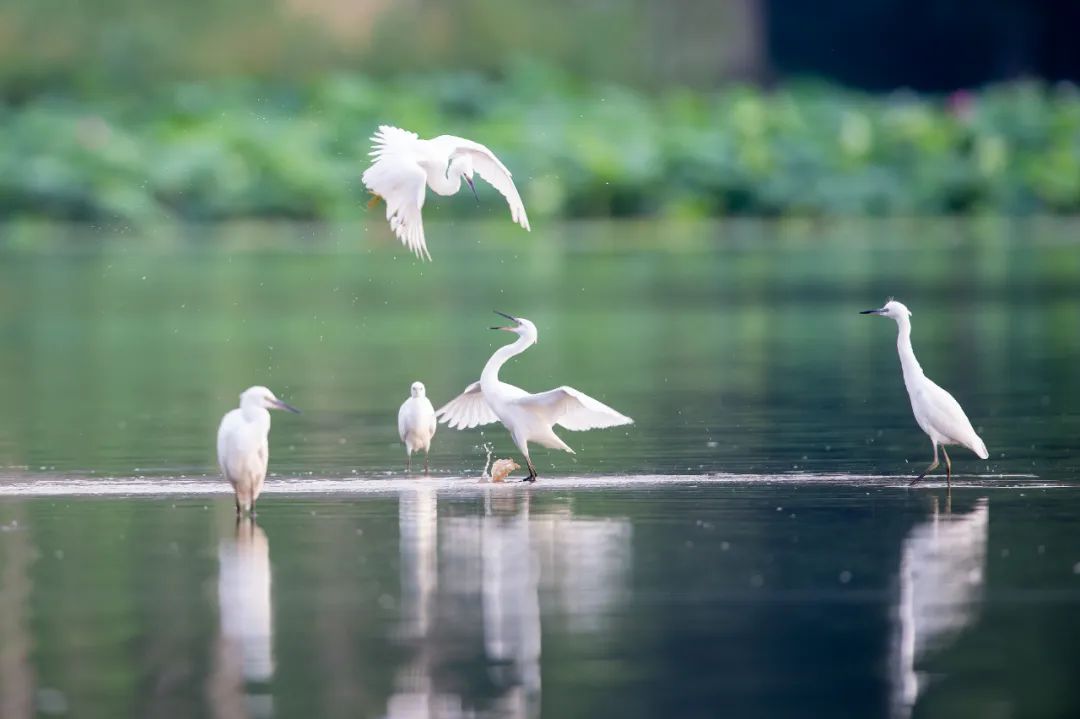 西安湿地风景区,西安东郊最美湿地公园