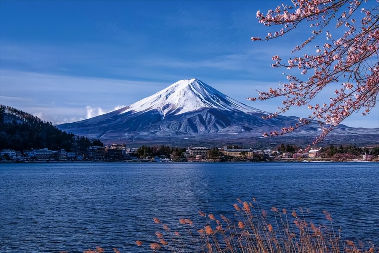 冥界之花为什么叫起死回生的仙草,大量出现冥界之花的预兆