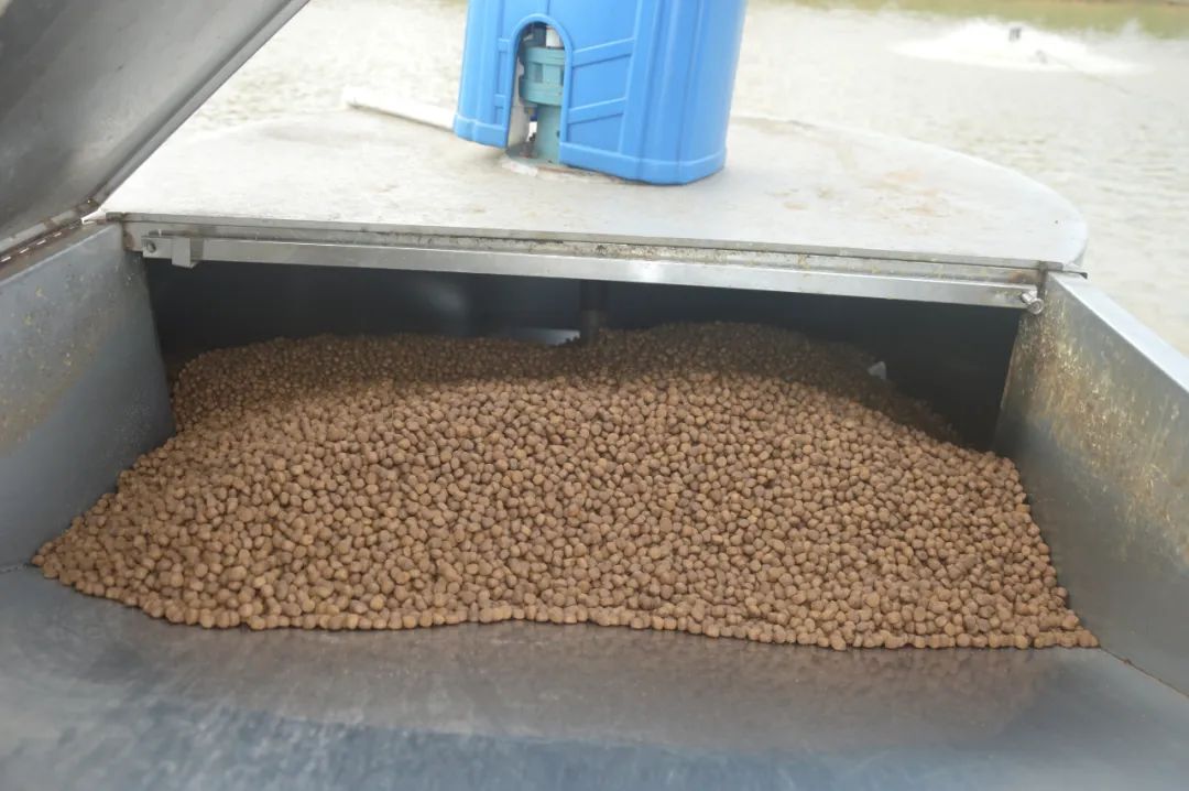 学生党养鱼新手入门技巧,养鱼技术与饲料配方大全