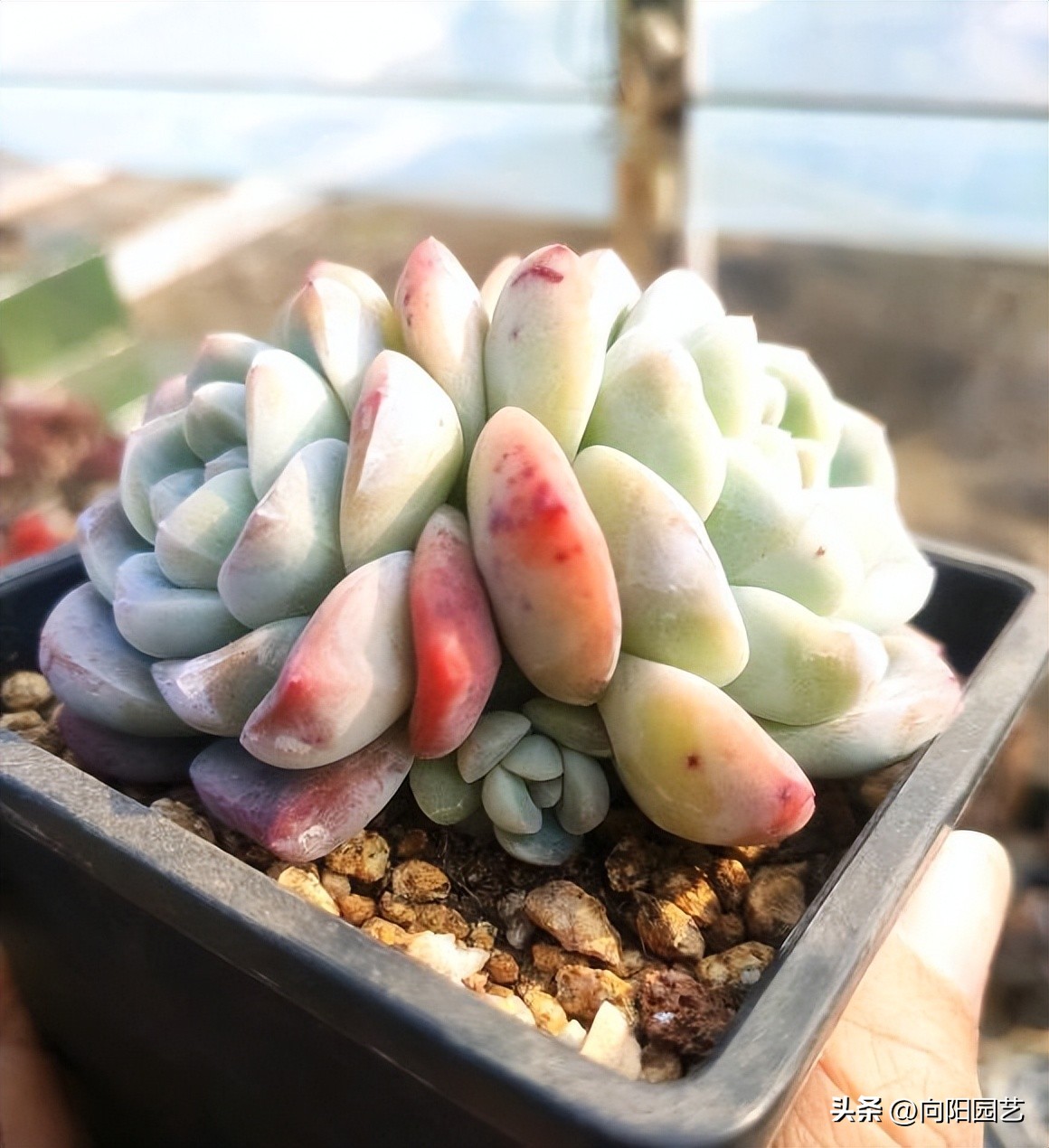 卖多肉的未必会养多肉，主播只负责售卖，管售卖，不管死活