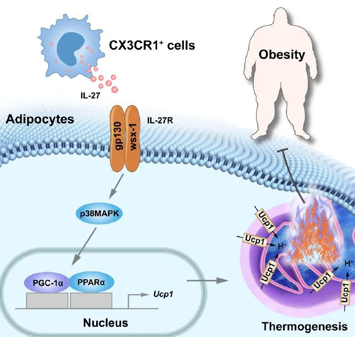你是个成熟的脂肪细胞了,应该学会自己燃烧