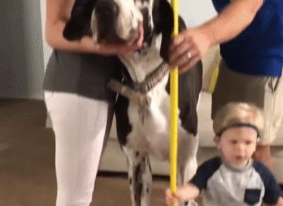 世界最大的狗要多少钱一只,世界上最大的狗狗排行榜第一名