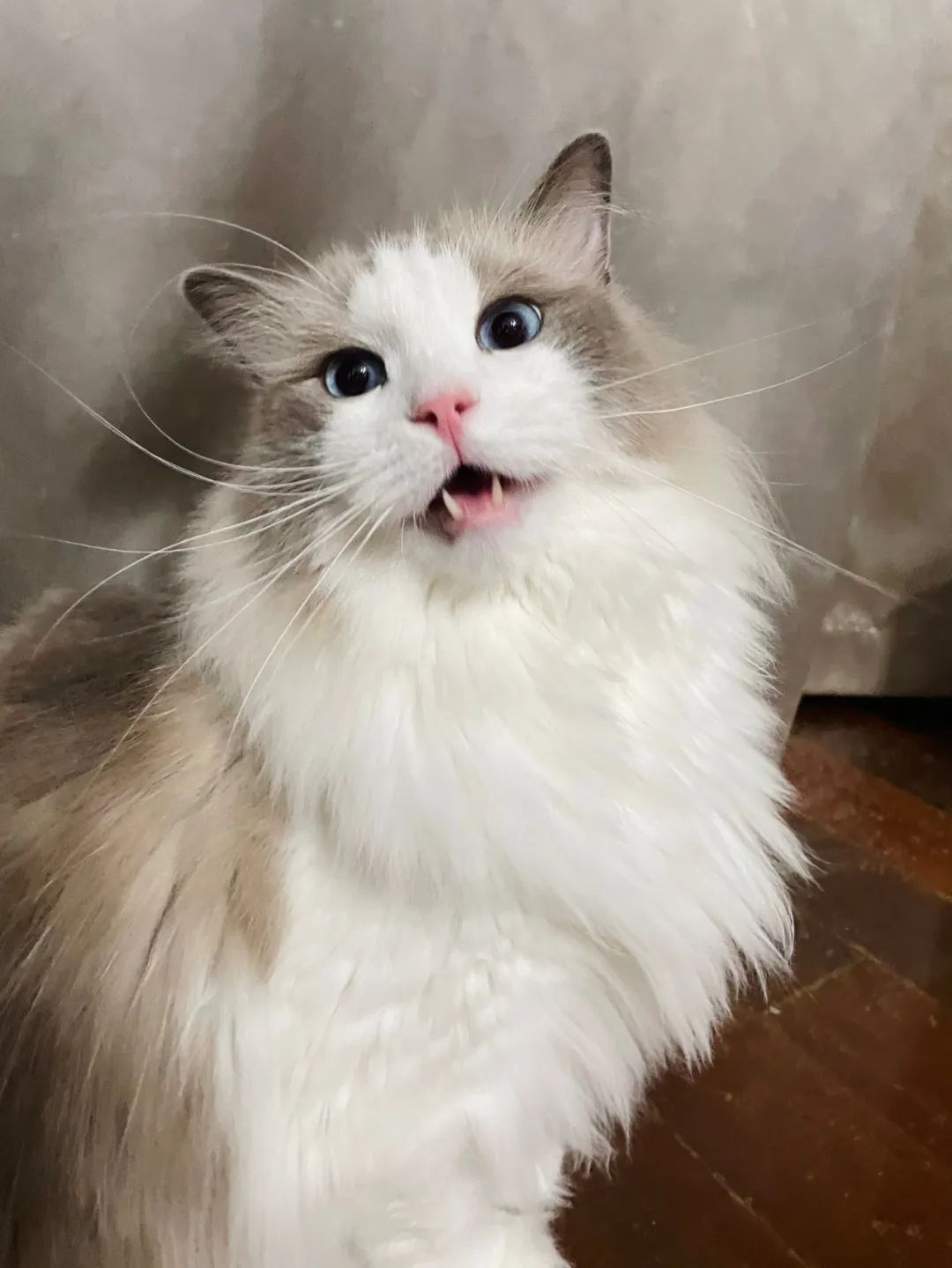 汤圆布偶猫,最好看的布偶猫汤圆