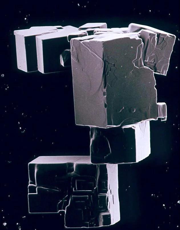 手指在显微镜下太恐怖了,显微镜下的恐怖世界蝎子