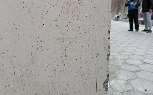 为什么楼房里有密密麻麻的小虫子,小区惊现大量虫子居民急盼消除