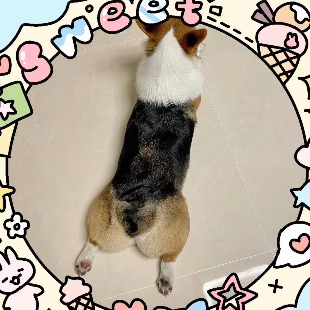 爱宠记‖像对爱情一样慎重