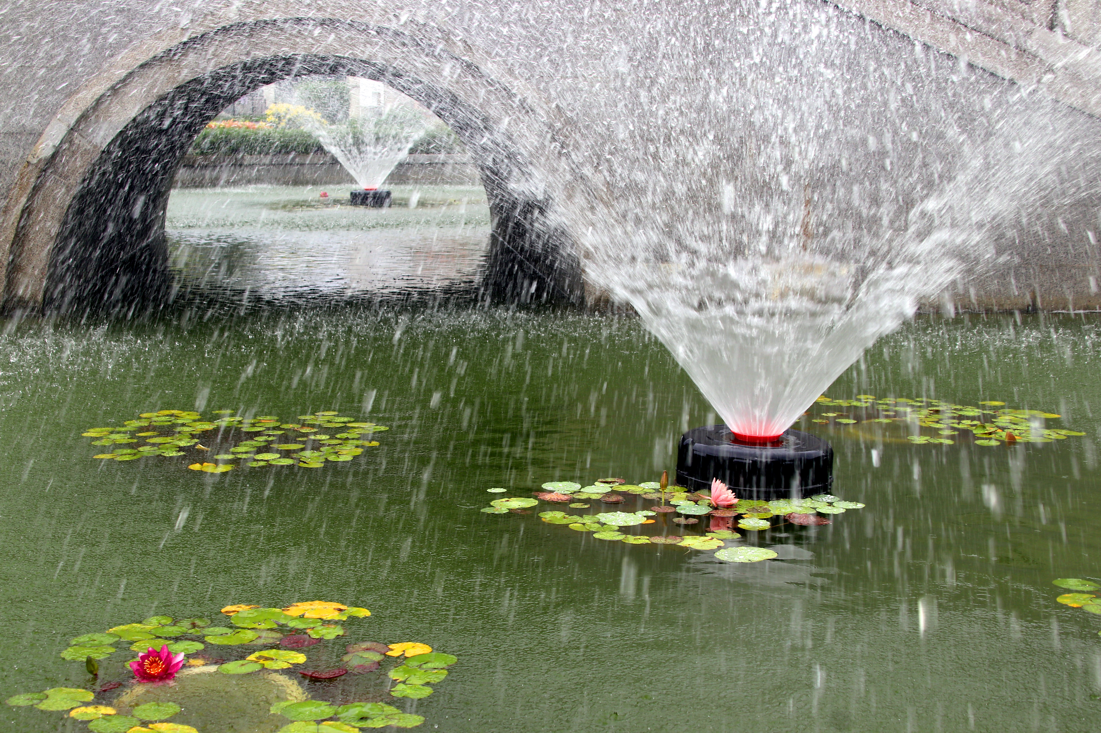 宿迁双色睡莲惊艳绽放,惊艳的睡莲