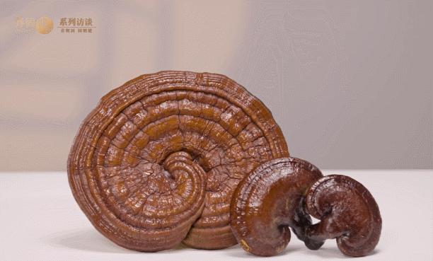 鏃犻檺鏋佺伒鑺濈殗瑙嗛,鏃犻檺鏋佺伒鑺濈殗璧勬枡