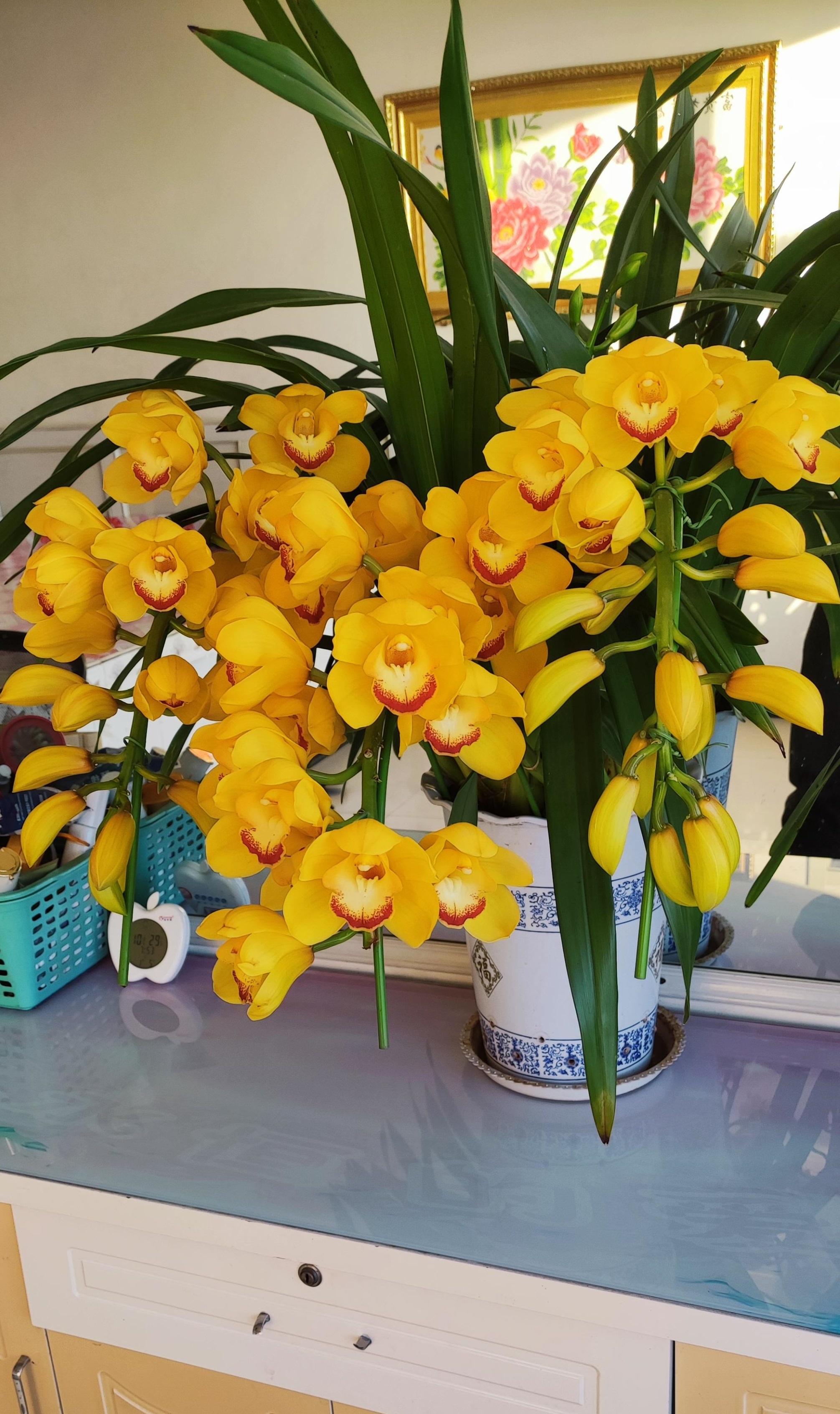 快过年了，家里可以养盆“黄金岁月”，美丽又喜庆，花香熏满屋