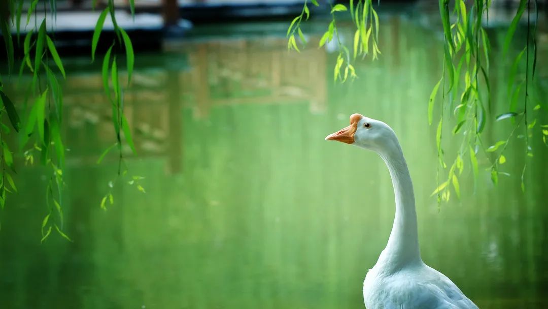 师大寻鸟记，这些小可爱，你都见过吗？