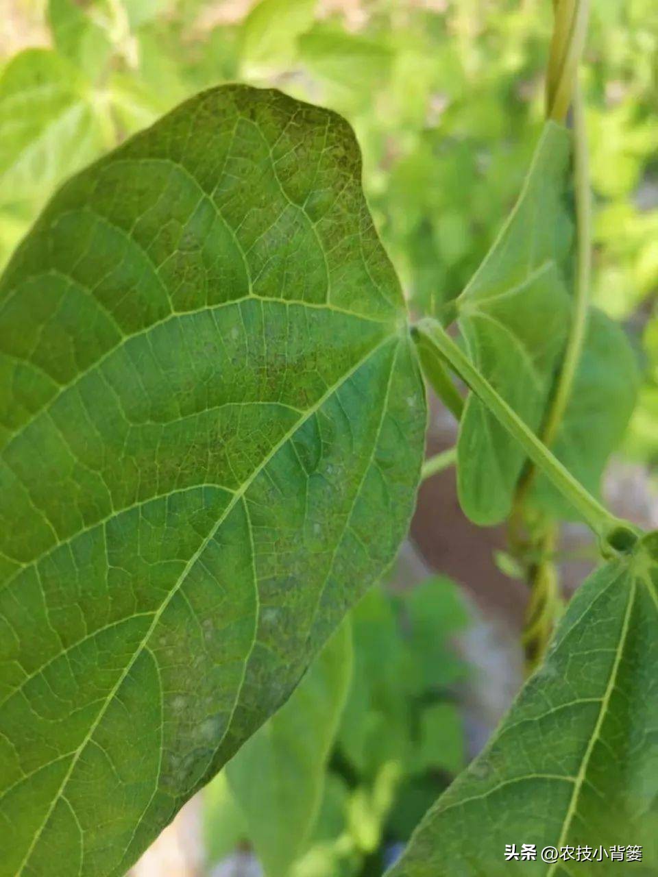农作物细菌病与真菌病辨别,作物真菌细菌病毒病害的区别