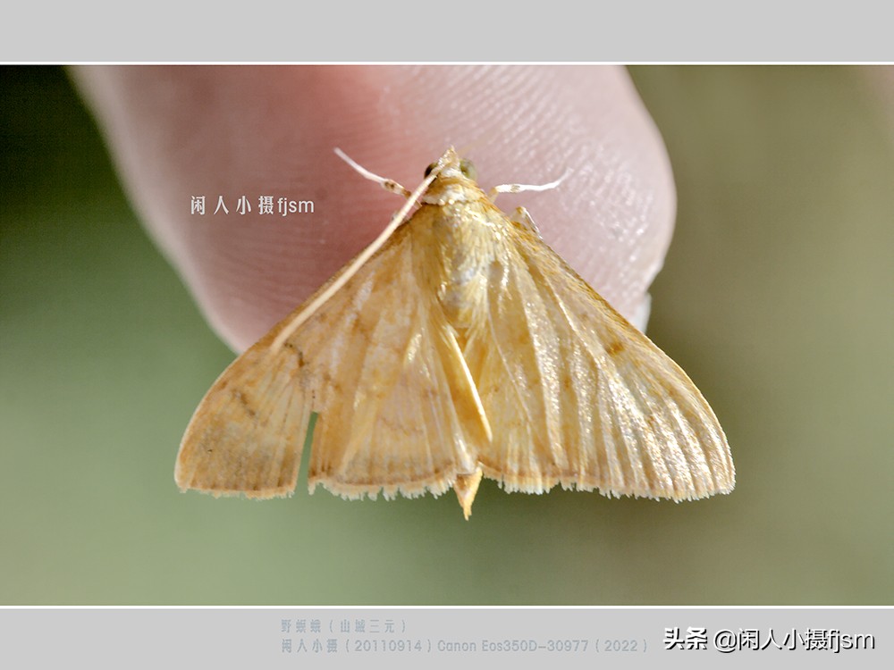 近距离拍摄昆虫小动物,常见昆虫微距摄影活动