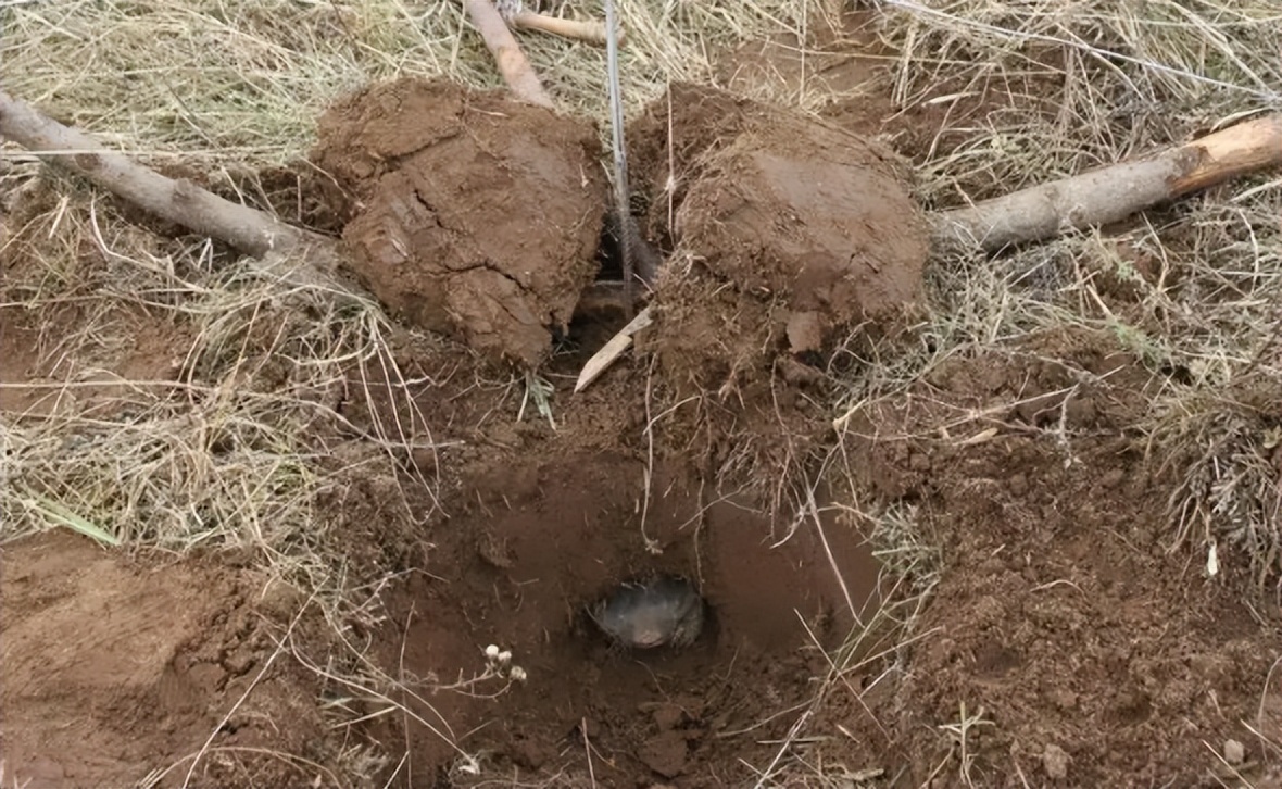 被人们痛恨的老鼠,被人讨厌的老鼠