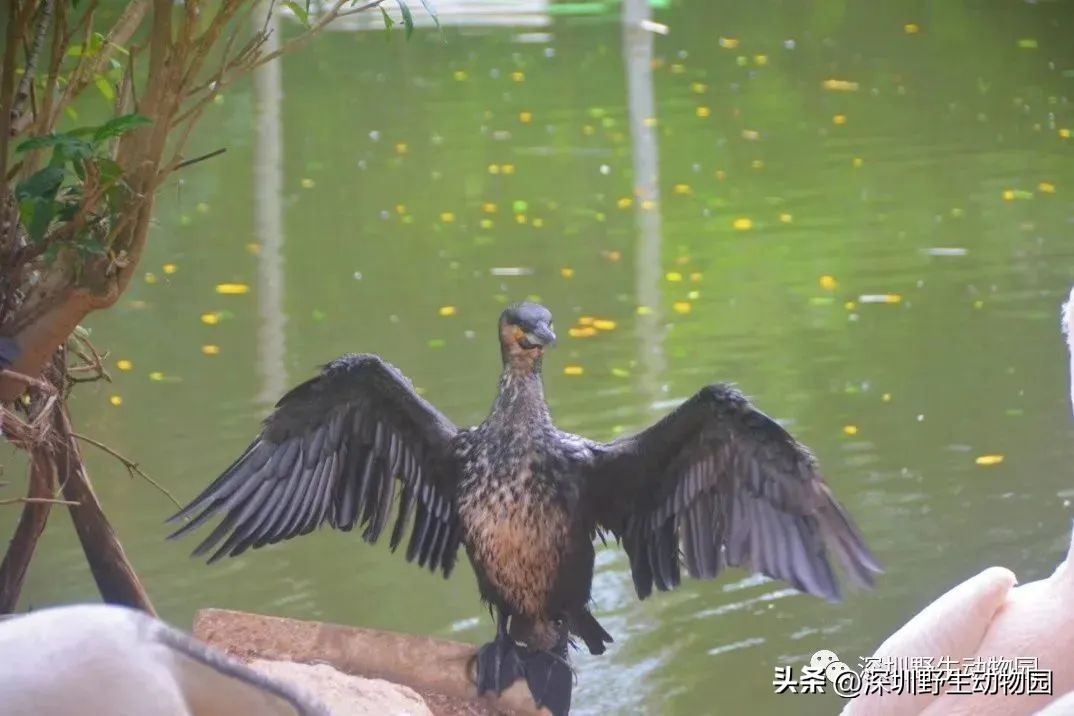 考完先别溜！优惠门票¥67.8，放松一“夏”！
