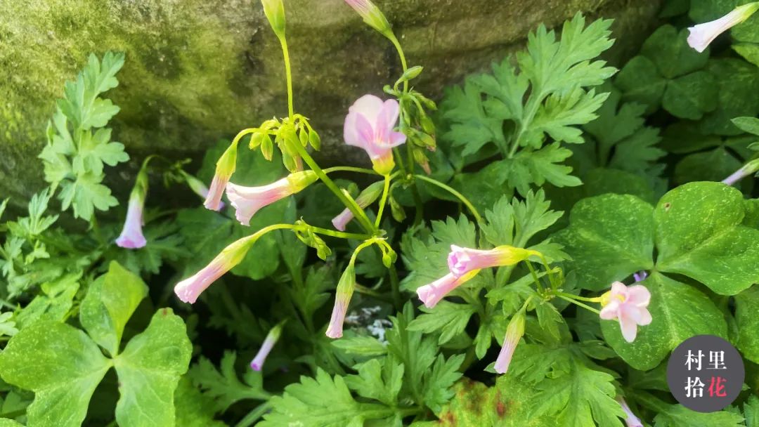 红花酢浆草简介,红花酢浆草喜欢酸性还是碱性土壤