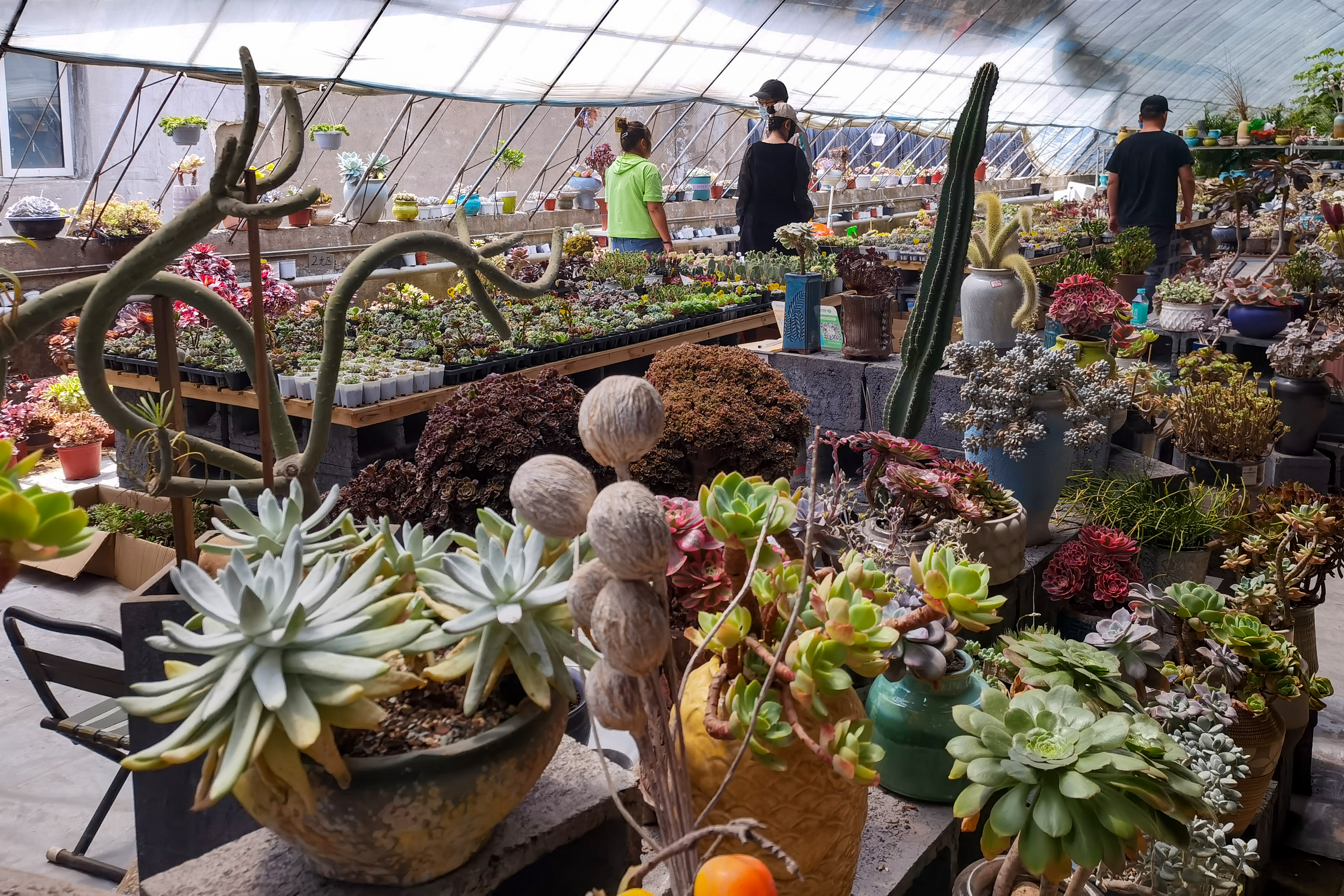 沈阳南井花卉市场,沈阳市南井花卉市场地址