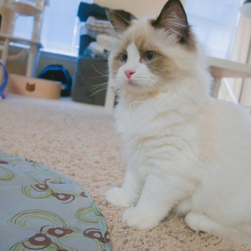 素力高猫粮和百利猫粮哪个好,素力高猫粮和鲜朗哪个好