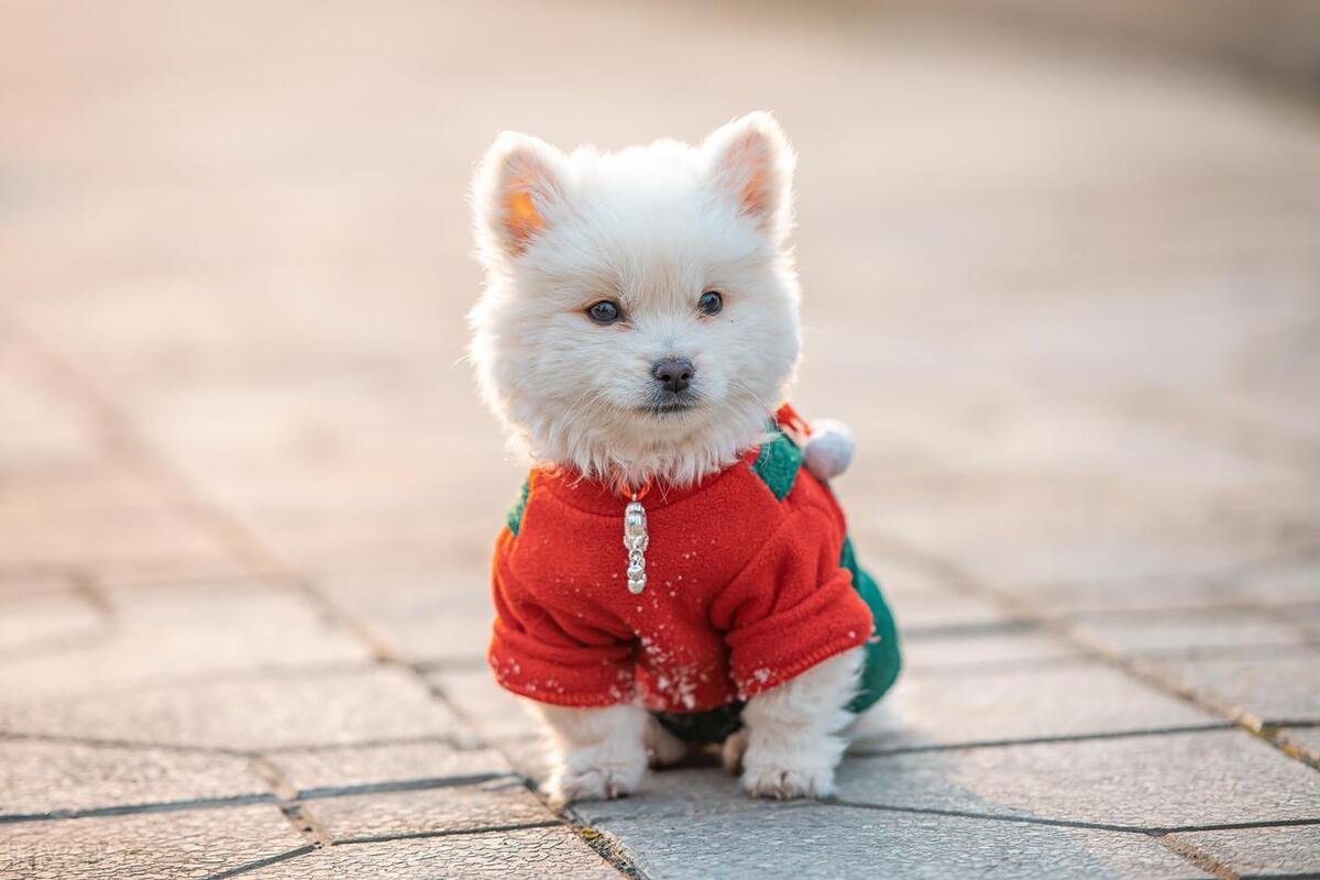 狗子脾气暴躁怎么办啊,家里的狗子疯了怎么办