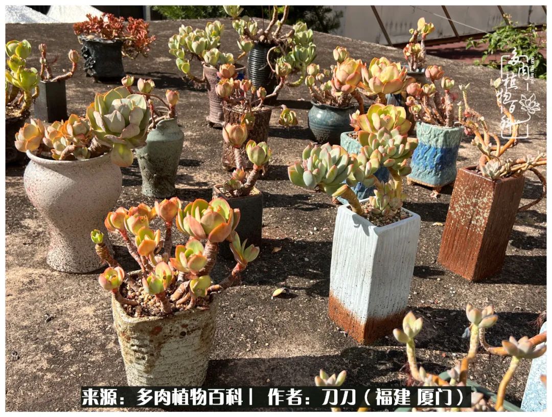 多肉夏季不好养品种有哪些,高花盆为什么养不好多肉