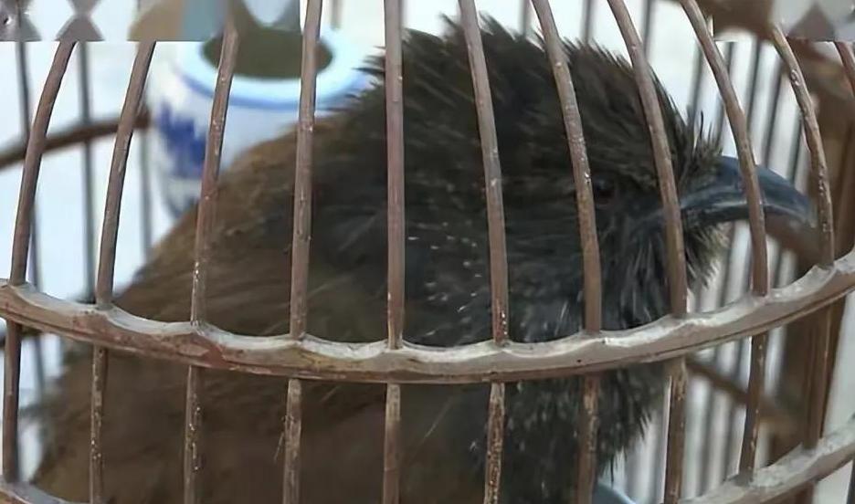 2017年商贩买了只怪鸟，卖150元都没人要，被抓才知是牢底坐穿鸟