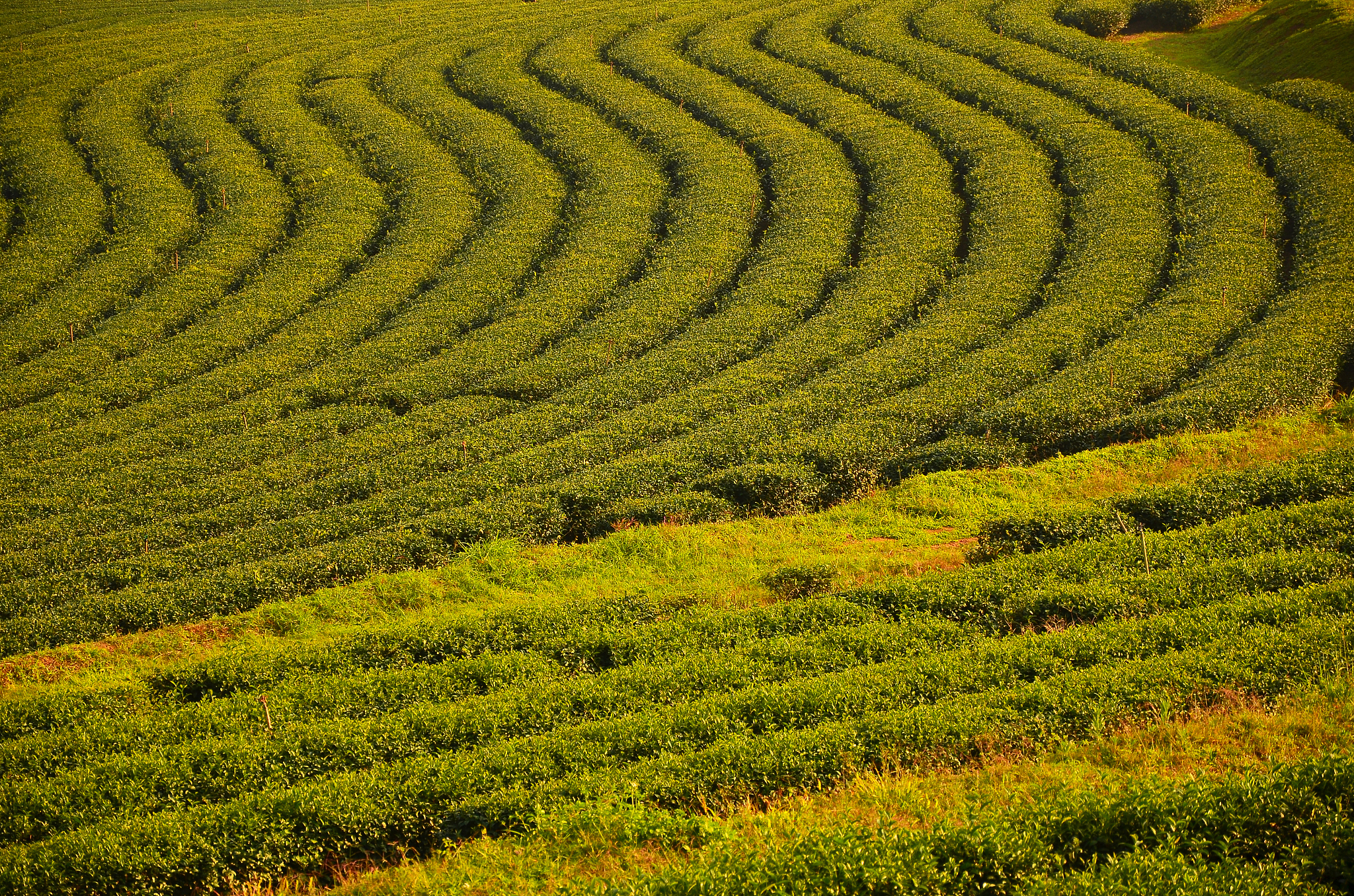 宋茗白茶80g装是什么品种,安徽有白茶吗白茶有哪些品种