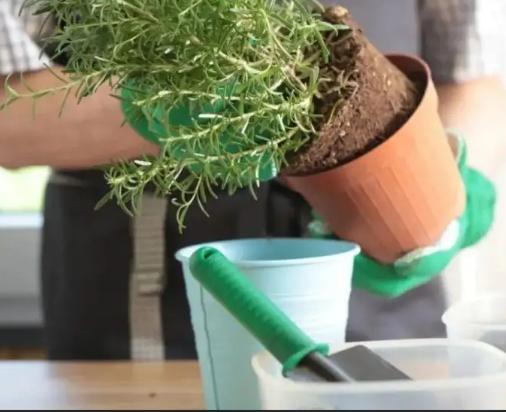 盆土变硬的最好方法,盆土一浇水就变稀泥怎么办