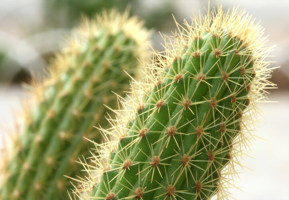 肿瘤和手机辐射有关系吗,充电时手机辐射会导致肿瘤吗