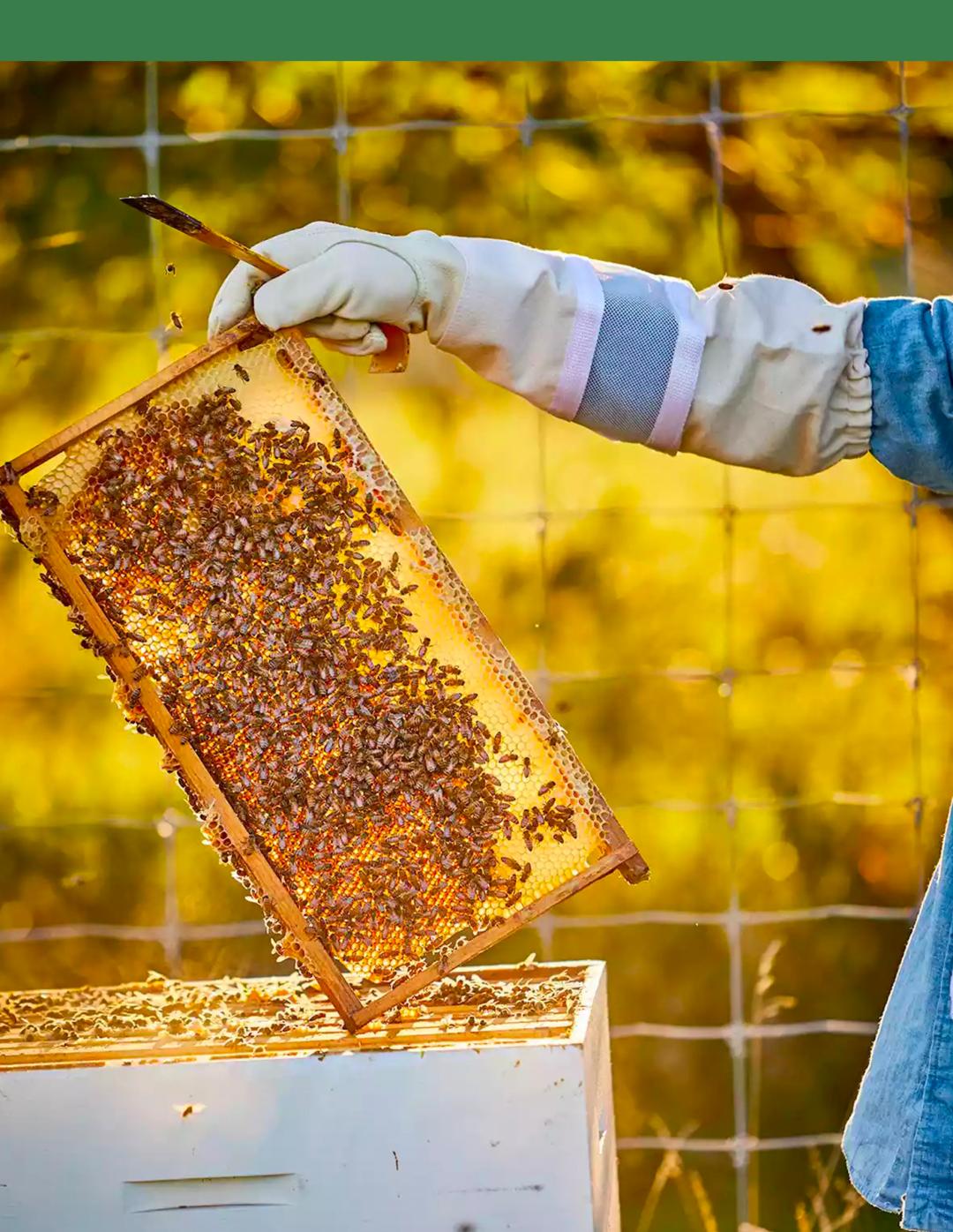 蜂蜜真的没用吗,蜂蜜利弊