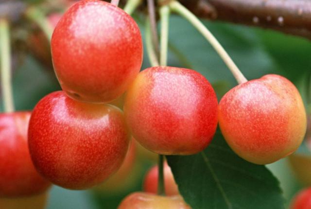 乙肝不能吃哪些肉,乙肝不能吃发物